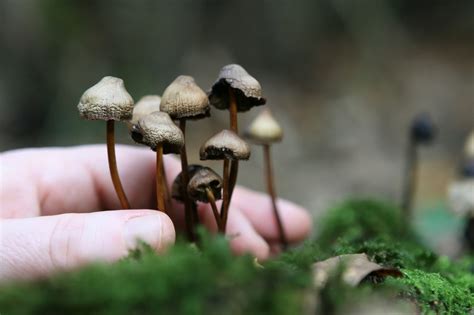 Magic mushrooms bars